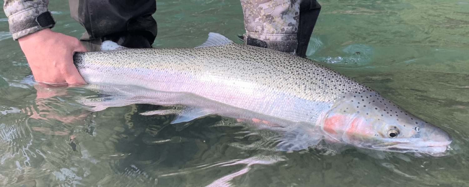 CalTrout Bucket Hat